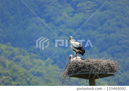 A stork resting on an artificial nest tower at Stork Village Park in Toyooka City, Hyogo Prefecture 133468092