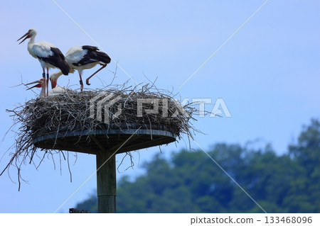 A stork resting on an artificial nest tower at Stork Village Park in Toyooka City, Hyogo Prefecture 133468096