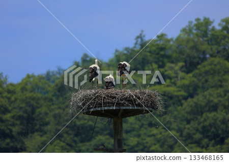 A stork resting on an artificial nest tower at Stork Village Park in Toyooka City, Hyogo Prefecture 133468165