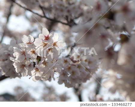 Close-up of cherry blossoms Close-up of cherry blossoms 133468277