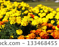 Marigold flowers are blooming 133468455