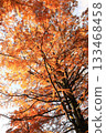 A large tree of Metasequoia with autumn leaves 133468458