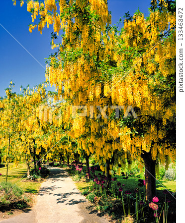 公園與黃色的花朵 133468472