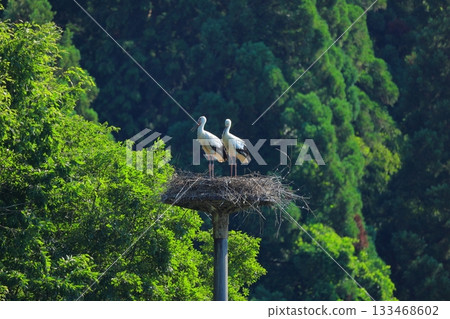 A stork resting on an artificial nest tower at Hachigoro's Tojima Wetland in Toyooka City, Hyogo Prefecture 133468602