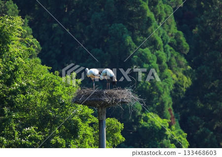 A stork resting on an artificial nest tower at Hachigoro's Tojima Wetland in Toyooka City, Hyogo Prefecture 133468603