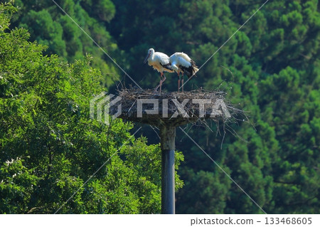 A stork resting on an artificial nest tower at Hachigoro's Tojima Wetland in Toyooka City, Hyogo Prefecture A stork resting on an artificial nest tower at Hachigoro's Tojima Wetland in Toyooka City, Hyogo Prefecture 133468605