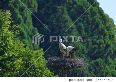 A stork resting on an artificial nest tower at Hachigoro's Tojima Wetland in Toyooka City, Hyogo Prefecture 133468608