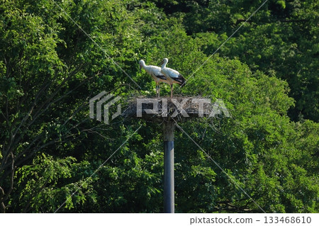 A stork resting on an artificial nest tower at Hachigoro's Tojima Wetland in Toyooka City, Hyogo Prefecture 133468610