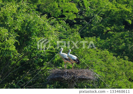 一隻鸛棲息在兵庫縣豐岡市八五郎戶島濕地的人工巢塔上。 133468611