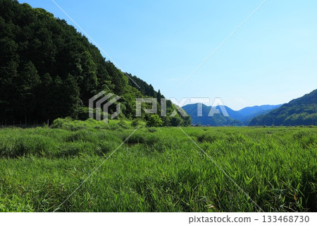 Hachigoro's Tojima Wetland, Toyooka City, Hyogo Prefecture 133468730