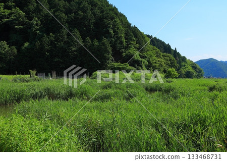 Hachigoro's Tojima Wetland, Toyooka City, Hyogo Prefecture 133468731