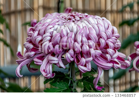 The beauty of pale purple chrysanthemums (chrysanthemums) [Background material] 133468857