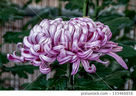 淡紫色菊花（菊花）的美麗[背景資料] 133468858