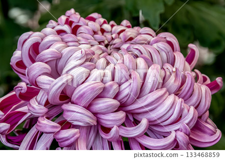 淡紫色菊花（菊花）的美麗[背景資料] 133468859