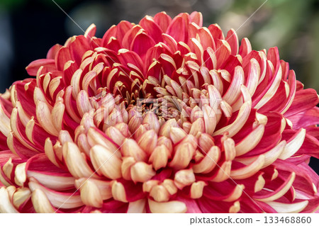 紅菊花（菊花）之美 [背景資料] 133468860