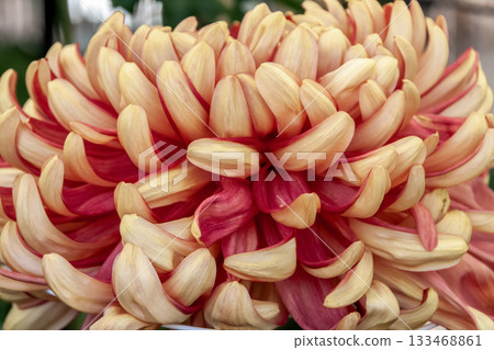 紅菊花（菊花）之美 [背景資料] 133468861