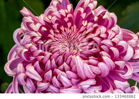 淡紫色菊花（Dai-giku 菊花） 133468862