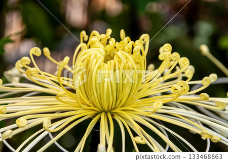 黃色大菊花 管狀大菊花(果實) 黃色大菊花 管狀大菊花(果實) 133468863