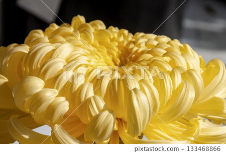 The beauty of yellow chrysanthemums (chrysanthemums) [Background material] 133468866