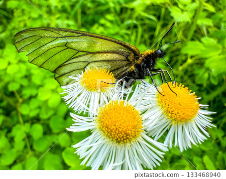 我第一次見到鳳蝶。 我第一次見到鳳蝶。 133468940