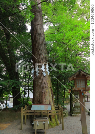 奈良縣天理市石上神社 133469066