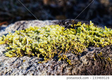 陽光下，岩石表面的苔蘚閃閃發光，特寫鏡頭。 133469128