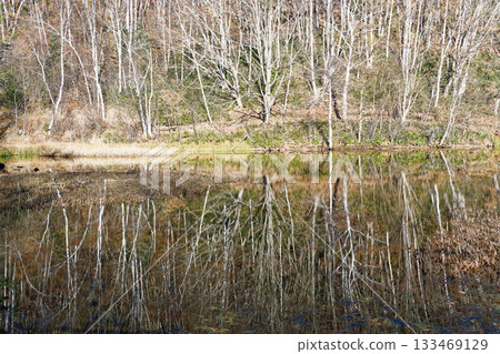 A quiet forest and blue sky reflecting on Azami Pond in late autumn at Norikura Highlands A quiet forest and blue sky reflecting on Azami Pond in late autumn at Norikura Highlands 133469129