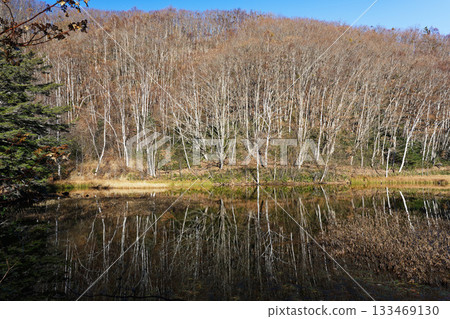 A birch forest reflected in Azami Pond in late autumn and a tranquil highland landscape A birch forest reflected in Azami Pond in late autumn and a tranquil highland landscape 133469130