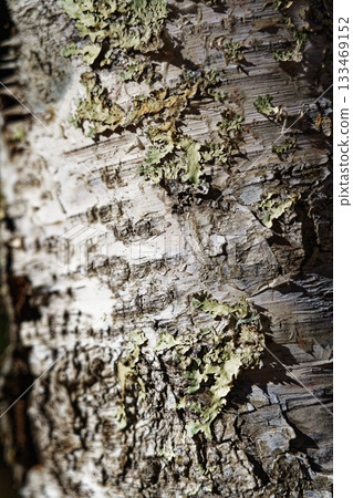 Close-up texture of lichen spreading on birch bark Close-up texture of lichen spreading on birch bark 133469152