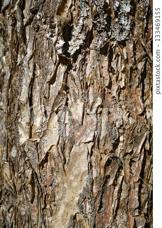 Close-up of the texture of peeling bark 133469155