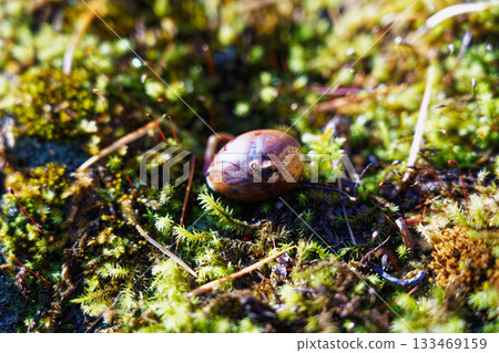 Macro natural material of a fallen acorn on the mossy forest floor Macro natural material of a fallen acorn on the mossy forest floor 133469159