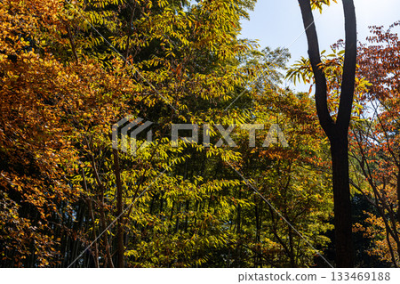 Searching for autumn in central Tokyo Searching for autumn in central Tokyo 133469188