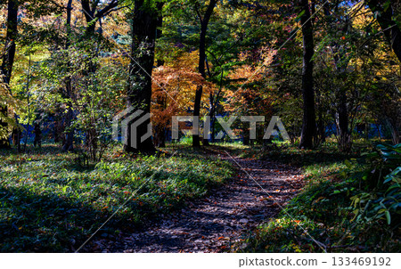 Searching for autumn in central Tokyo Searching for autumn in central Tokyo 133469192