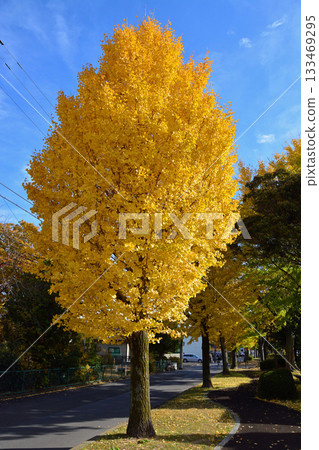 Autumn leaves of roadside trees (ginkgo) 133469295