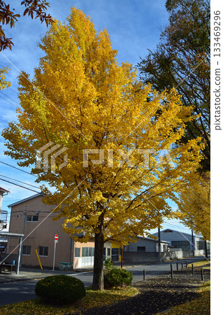 Autumn leaves of roadside trees (ginkgo) Autumn leaves of roadside trees (ginkgo) 133469296