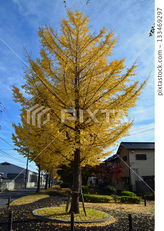Autumn leaves of roadside trees (ginkgo) 133469297