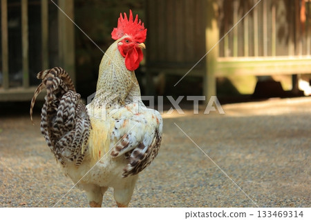 Chickens at Isonokami Shrine, Tenri City, Nara Prefecture 133469314