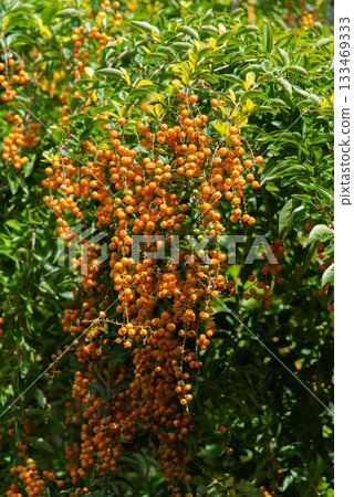 Orange Forsythia fruit Orange Forsythia fruit 133469333
