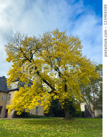 Tall golden tree stands majestically in an autumn landscape beside an old building under a clear blue sky 133469389