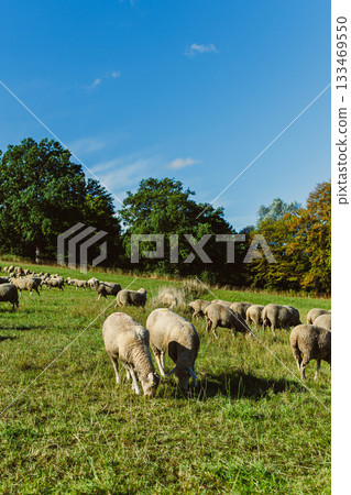 Grazing sheep enjoy a sunny day in a lush green pasture under a bright blue sky surrounded by trees Grazing sheep enjoy a sunny day in a lush green pasture under a bright blue sky surrounded by trees 133469550