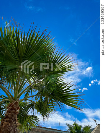 Lush palm tree stretching towards a vibrant blue sky on a sunny day in a tropical paradise Lush palm tree stretching towards a vibrant blue sky on a sunny day in a tropical paradise 133469597