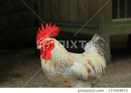 Chickens at Isonokami Shrine, Tenri City, Nara Prefecture Chickens at Isonokami Shrine, Tenri City, Nara Prefecture 133469653