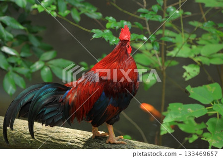 奈良縣天理市磯之神神社的雞 133469657