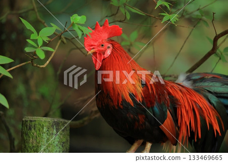 Chickens at Isonokami Shrine, Tenri City, Nara Prefecture 133469665