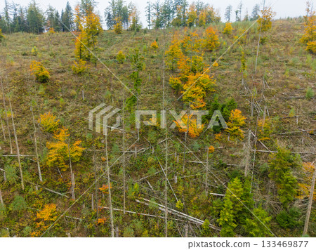 Vibrant autumn colors contrast with fallen trees in a forest landscape, showcasing nature reclaiming its space after logging Vibrant autumn colors contrast with fallen trees in a forest landscape, showcasing nature reclaiming its space after logging 133469877