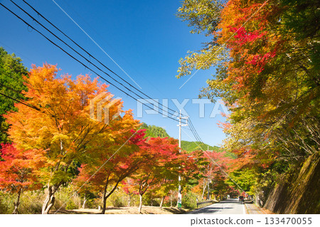 Autumn leaves lined the Suzukake Road [Tenkawa Village, Nara Prefecture] 133470055