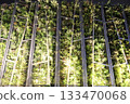 I look up at the bamboo grove 133470068