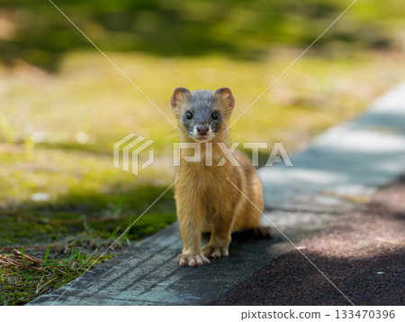 Itachi sitting with a puzzled look on his face Itachi sitting with a puzzled look on his face 133470396