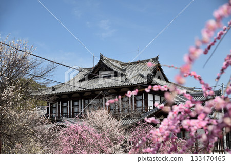 大和郡山城遺址（城寨殿和垂枝梅花）[奈良縣大和郡山市] 133470465