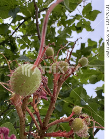 Fruit of safflower chestnut Fruit of safflower chestnut 133470531